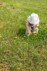 A little boy stands on the grass and tears it up. A child at a picnic in the park. Walk with children, a place to copy.