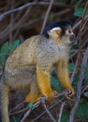 Closeup side on portrait of Golden Squirrel Monkey (Saimiri sciureus) sitting on branch, Bolivia.