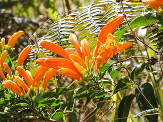 orange flower in the garden 