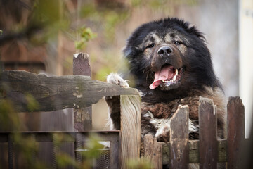 Caucasian Shepherd dog guards the gate
