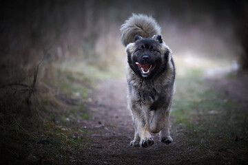 Running Caucasian Shepherd Dog