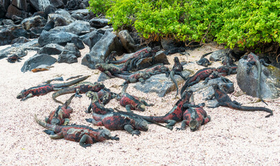 Obraz premium Galapagos marine iguana (Amblyrhynchus cristatus) colony on beach, Espanola island, Galapagos national park, Ecuador.