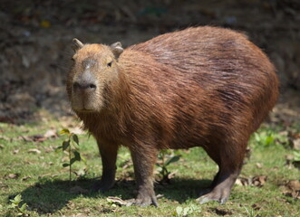 Head on portrait of Capybara (Hydrochoerus hydrochaeris) looking straight at camera, Bolivia.