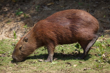 Side on portrait of Capybara (Hydrochoerus hydrochaeris) grazing on green grass, Bolivia.