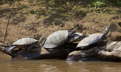 Fototapeta premium Group of Yellow-spotted river turtles (Podocnemis unifilis) sunbaking on top of log, Bolivia