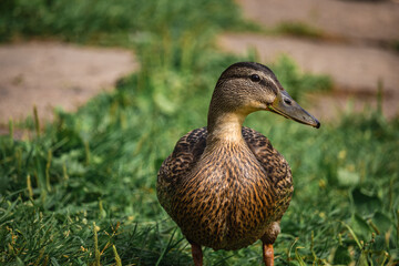 mallard duck on green grass