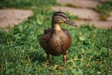 Naklejka na ściany i meble mallard duck on green grass