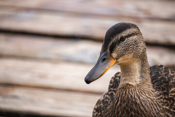 mallard duck on a wooden bridge