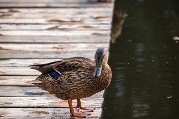 mallard duck walks on a wooden bridge