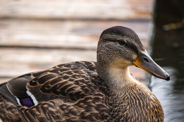 mallard duck walks on a wooden bridge