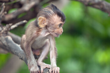 可愛いサル