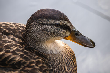 mallard duck walks on a wooden bridge