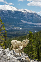 Three Mountain Goats staying on the rocks in the mountains near Canmore, Alberta with trees and the town in the background