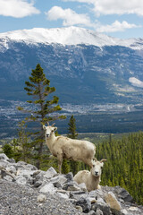 Two Mountain Goats on the rocks in Kananaskis Country mountains near Canmore, Alberta with trees and the town in the background
