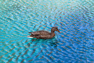 Beautiful mallard duck swimming in a turquoise and blue water at Grassi Lakes in Canmore