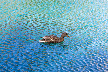 Beautiful mallard duck swimming in a turquoise and blue water at Grassi Lakes in Canmore