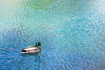 Male mallard swimming in a turquoise and blue water at Grassi Lakes