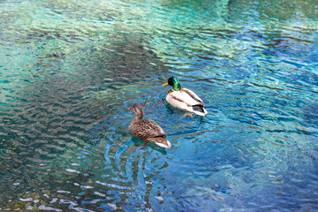 A couple of mallards swimming in a turquoise and blue water