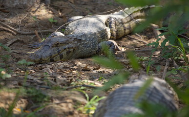 Closeup of Black Caiman (Melanosuchus niger) camouflaged on riverbank, Bolivia