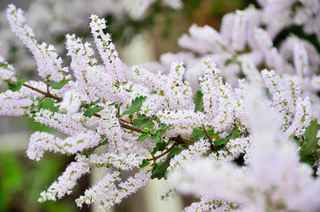 Flowers, leaves and nature