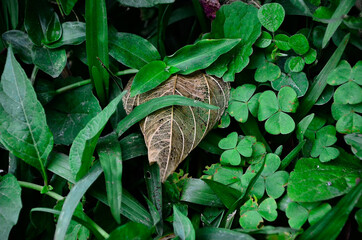 Flowers, leaves and nature