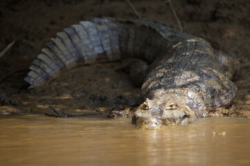 Closeup portrait of Black Caiman (Melanosuchus niger) entering water with jaw open wide, Bolivia