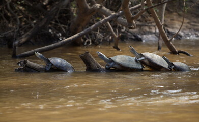Group of Yellow-spotted river turtles (Podocnemis unifilis) floating on top of log, Bolivia