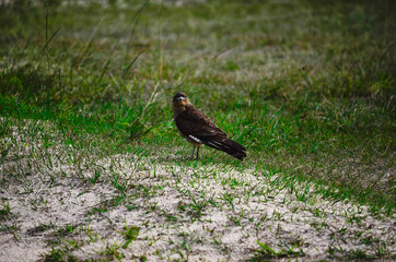 Hawk Birds and Landscape