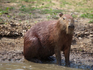 Obraz na płótnie Canvas Head on portrait of Capybara (Hydrochoerus hydrochaeris) looking at camera, Bolivia.