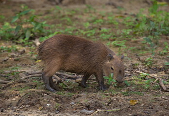 Side on portrait of baby Capybara (Hydrochoerus hydrochaeris) feeding on green grass, Bolivia.