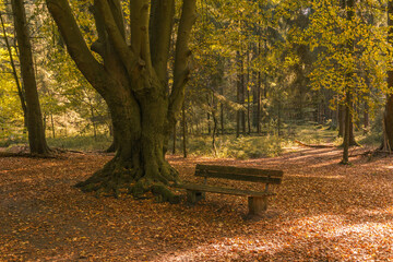 Obraz na płótnie Canvas empty bench in Teutoburger Forest with beautiful leaf colors at autumn near Detmold, Germany