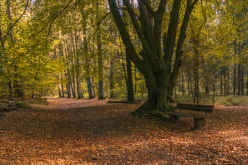 empty bench in Teutoburger Forest with beautiful leaf colors at autumn near Detmold, Germany