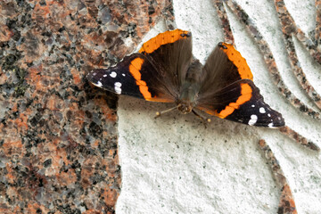 Beautiful Black, orange and white butterfly closeup in the park Kansas