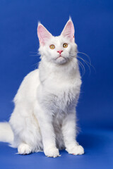 Full length portrait of longhair cat breed Maine Coon Cat looking at camera. Beautiful white color animal American Forest Cat sitting on blue background.