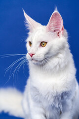 Longhair cat breed American Coon Cat. Portrait of white color female Maine Coon Cat on blue background.