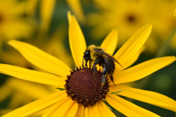 bee on a flower