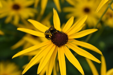 bee on a flower