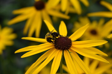 bee on a flower