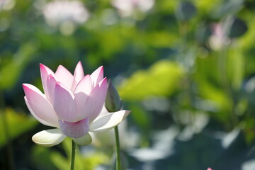 Obraz premium 日本の蓮の花