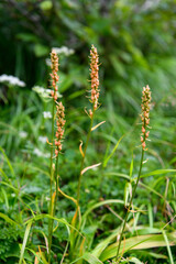 ネバリノギラン