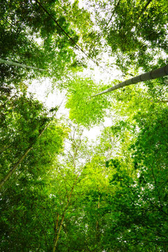 311 Best 竹の葉 Images Stock Photos Vectors Adobe Stock