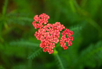 赤いアレキアの花 © kiyopayo