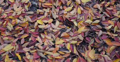 Multi Color Fall Leaves on the Ground
