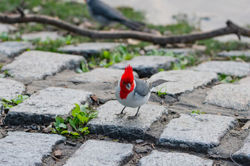 Aves de los Lagos de palermo