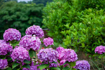 Purple hydrangea flowers on a rainy day