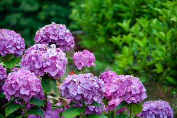 Purple hydrangea flowers on a rainy day