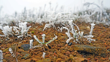 Frost on autumn leaves, Selective focus and blurred background with copy space.