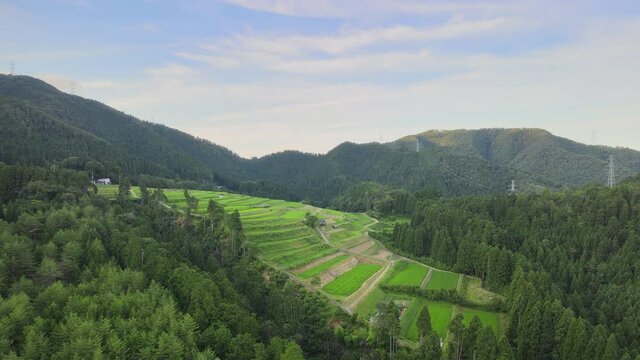 京都　樒原　棚田　日本棚田百選　空撮　4K　女郎花