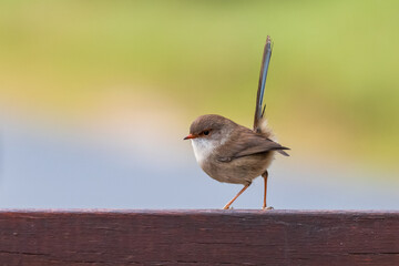 Little Fairy-wren on wooden seat