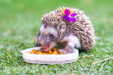 with a lilac flower hedgehog eats food on the grass